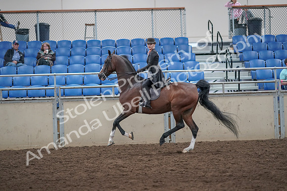 2019 Morgan Horse Show - Aug 31, 2019 - 08807