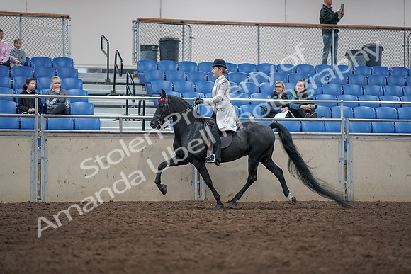 2019 Morgan Horse Show - Aug 31, 2019 - 09337