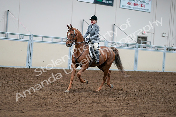 2020 - AB Morgan Horse - Sat, Sept 05 - 03264