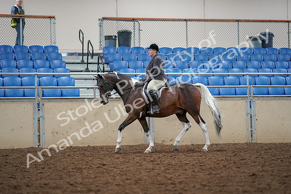 2019 Morgan Horse Show - Aug 30, 2019 - 22234