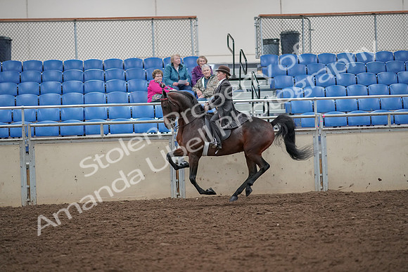 2019 Morgan Horse Show - Aug 30, 2019 - 28026