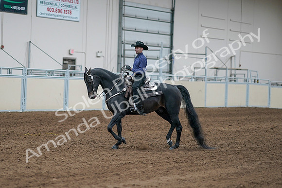 2020 - AB Morgan Horse - Sun, Sept 06 - 07643
