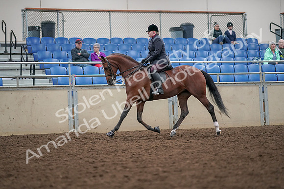 2019 Morgan Horse Show - Aug 30, 2019 - 20436