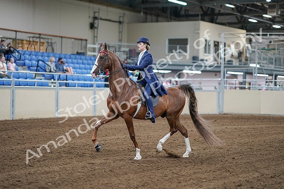 2020 - AB Morgan Horse - Sat, Sept 05 - 06077