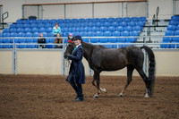 2020 - AB Morgan Horse - Fri, Sept 04 - 00872