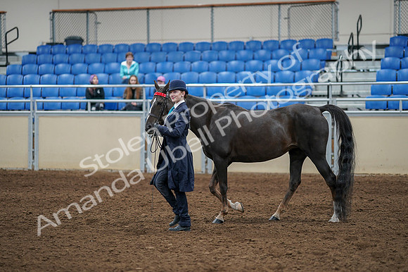 2020 - AB Morgan Horse - Fri, Sept 04 - 00872