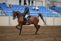 2020 - AB Morgan Horse - Sat, Sept 05 - 06876
