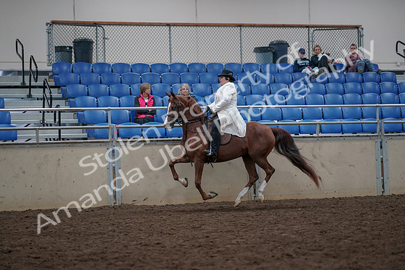 2019 Morgan Horse Show - Aug 31, 2019 - 17891