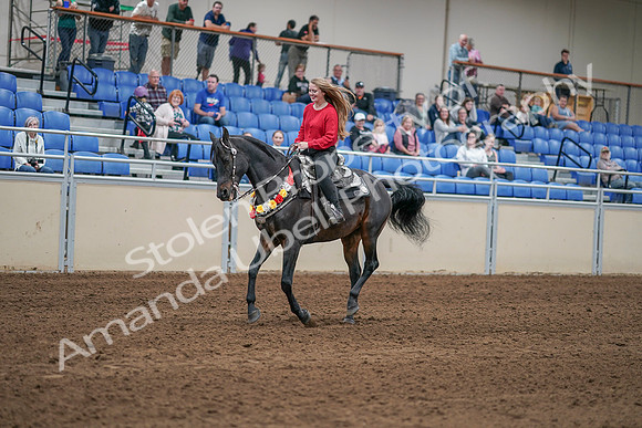 2020 - AB Morgan Horse - Sat, Sept 05 - 10451