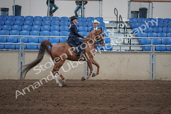2019 Morgan Horse Show - Sept 01, 2019 - 12032