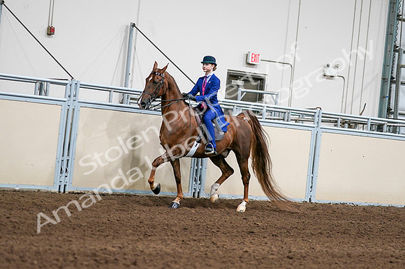 2020 - AB Morgan Horse - Fri, Sept 04 - 04958