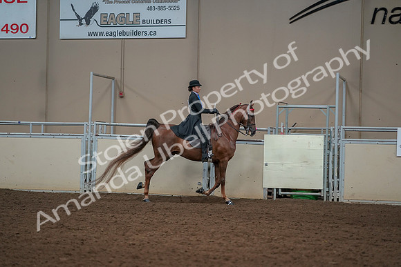 2019 Morgan Horse Show - Aug 30, 2019 - 25324