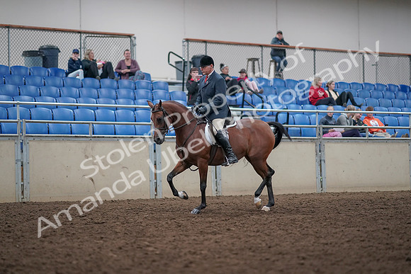 2019 Morgan Horse Show - Aug 31, 2019 - 14701
