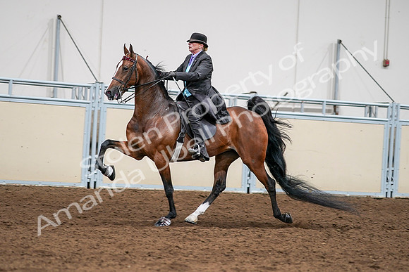 2020 - AB Morgan Horse - Sat, Sept 05 - 12999