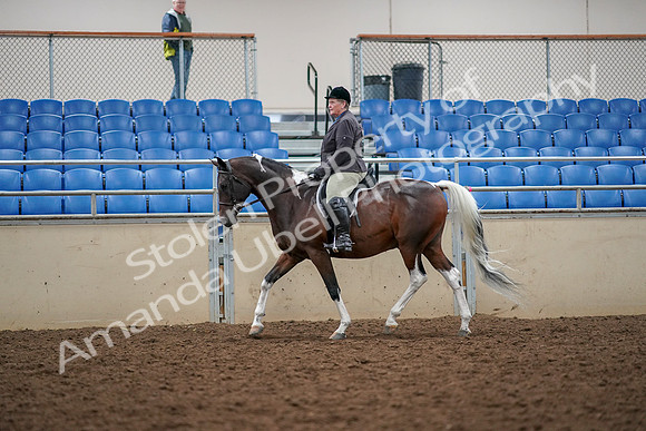 2019 Morgan Horse Show - Aug 30, 2019 - 22241