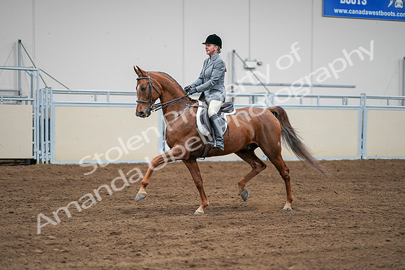 2020 - AB Morgan Horse - Sat, Sept 05 - 03287