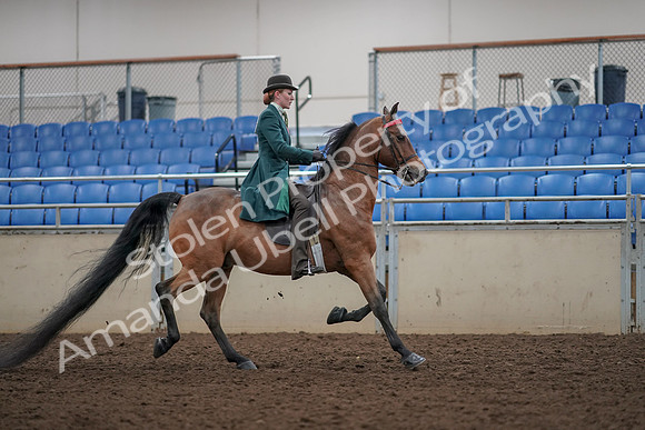 2019 Morgan Horse Show - Aug 30, 2019 - 28253