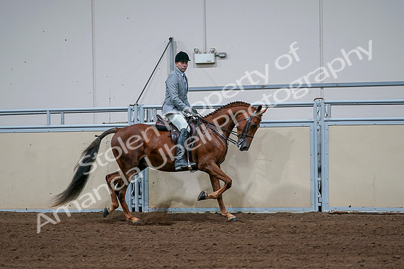 2020 - AB Morgan Horse - Fri, Sept 04 - 01797
