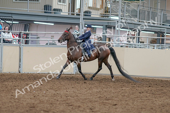 2020 - AB Morgan Horse - Sat, Sept 05 - 04747