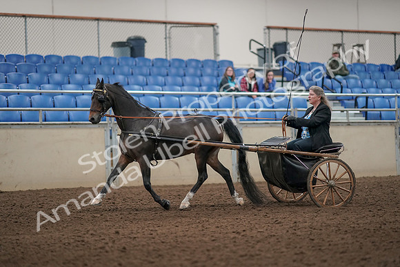 2019 Morgan Horse Show - Aug 31, 2019 - 04388