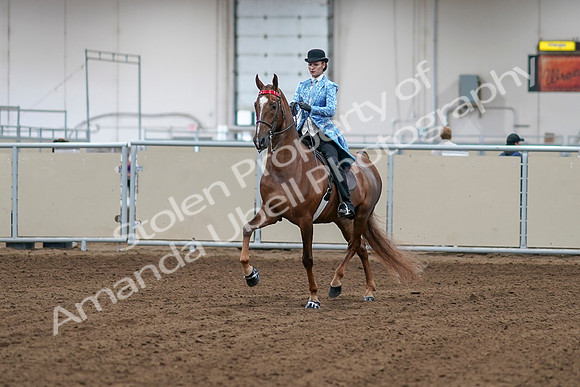 2020 - AB Morgan Horse - Sat, Sept 05 - 06096