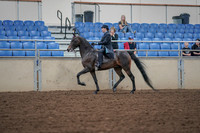 2019 Morgan Horse Show - Aug 30, 2019 - 15297