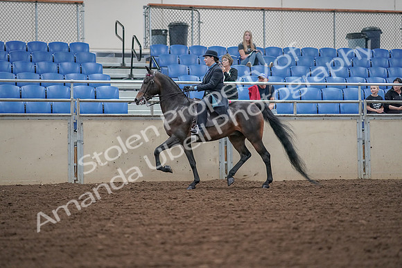 2019 Morgan Horse Show - Aug 30, 2019 - 15297