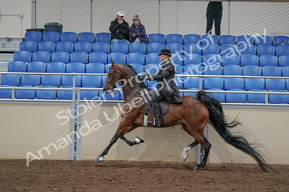2020 - AB Morgan Horse - Fri, Sept 04 - 09785
