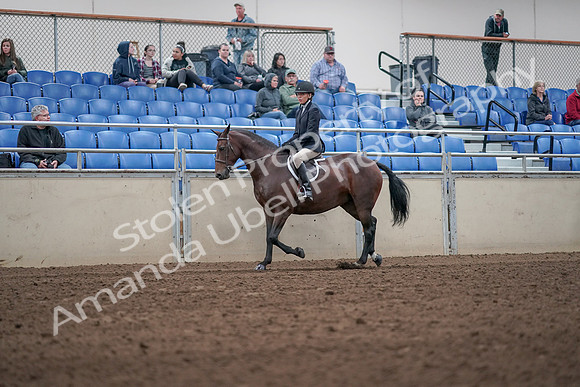2019 Morgan Horse Show - Aug 31, 2019 - 19524