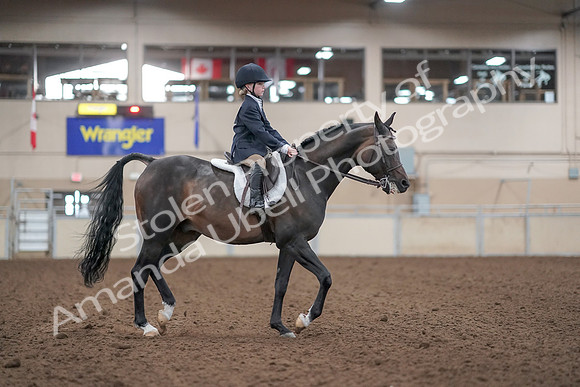 2019 Morgan Horse Show - Aug 31, 2019 - 19563