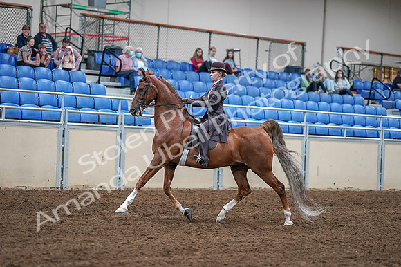 2020 - AB Morgan Horse - Fri, Sept 04 - 11187