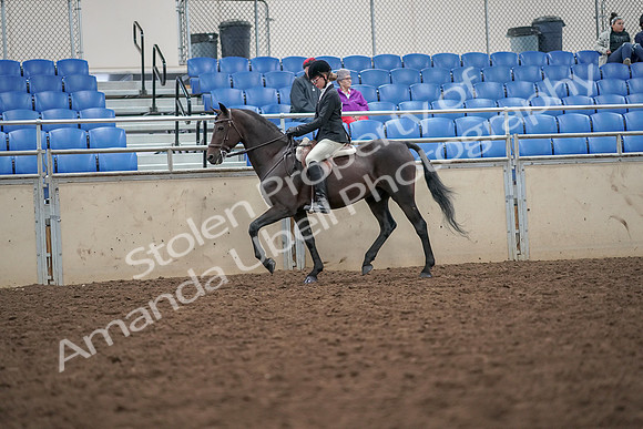 2019 Morgan Horse Show - Aug 30, 2019 - 20120
