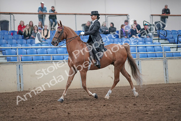 2019 Morgan Horse Show - Aug 31, 2019 - 20548