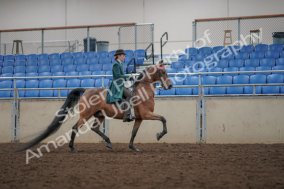 2019 Morgan Horse Show - Aug 30, 2019 - 28074