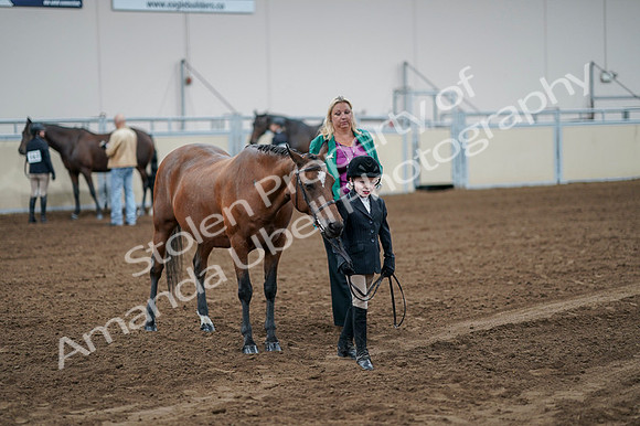 2020 - AB Morgan Horse - Fri, Sept 04 - 00846