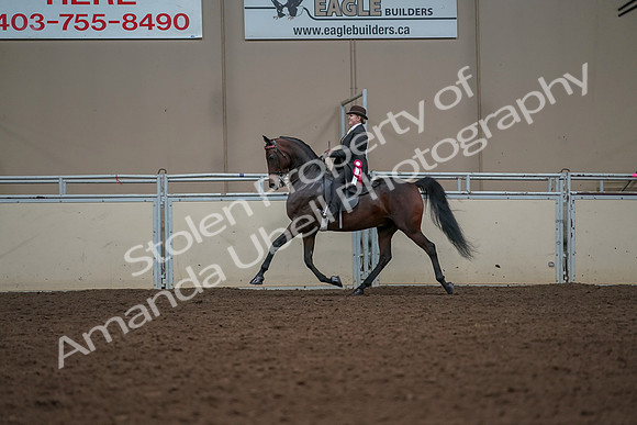 2019 Morgan Horse Show - Aug 30, 2019 - 28325