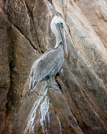 Los Cabo Dec 2018 - 0271