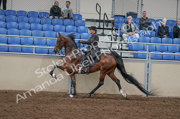 2020 - AB Morgan Horse - Fri, Sept 04 - 09772