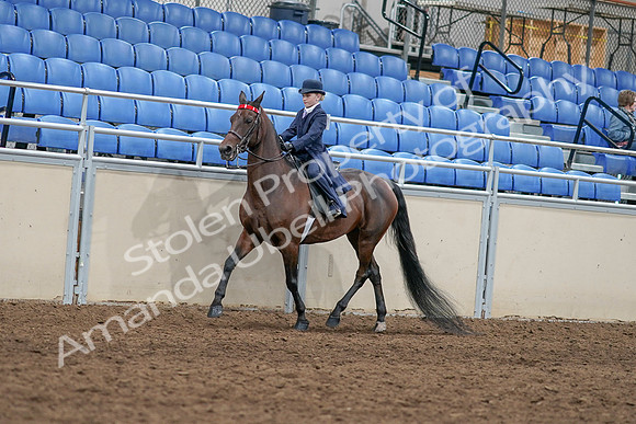2020 - AB Morgan Horse - Sat, Sept 05 - 04762