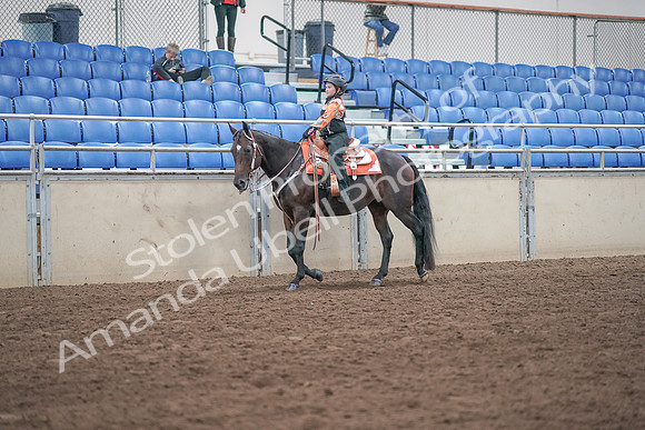 2019 Morgan Horse Show - Sept 01, 2019 - 05720