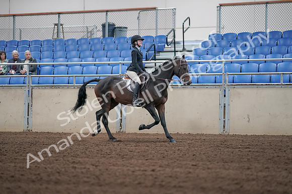 2019 Morgan Horse Show - Sept 01, 2019 - 03814
