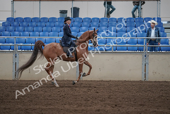2019 Morgan Horse Show - Sept 01, 2019 - 12028