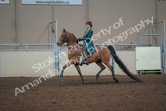 2019 Morgan Horse Show - Sept 01, 2019 - 13472