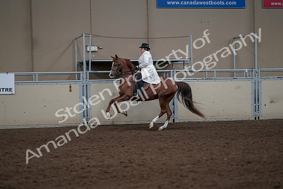 2019 Morgan Horse Show - Aug 31, 2019 - 17908