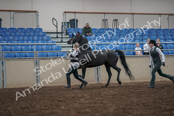 2019 Morgan Horse Show - Aug 31, 2019 - 03602
