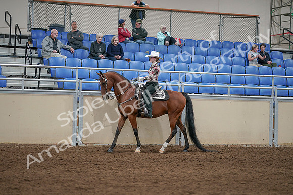 2020 - AB Morgan Horse - Fri, Sept 04 - 08311