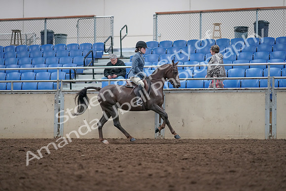 2019 Morgan Horse Show - Aug 31, 2019 - 16765