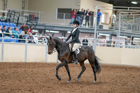 2020 - AB Morgan Horse - Sat, Sept 05 - 14197