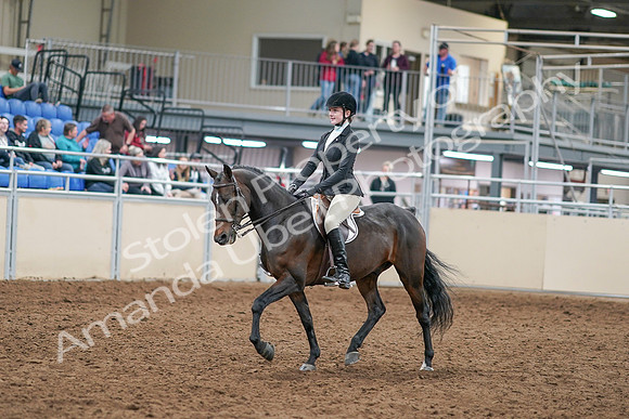 2020 - AB Morgan Horse - Sat, Sept 05 - 14197