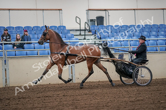 2019 Morgan Horse Show - Aug 30, 2019 - 13323